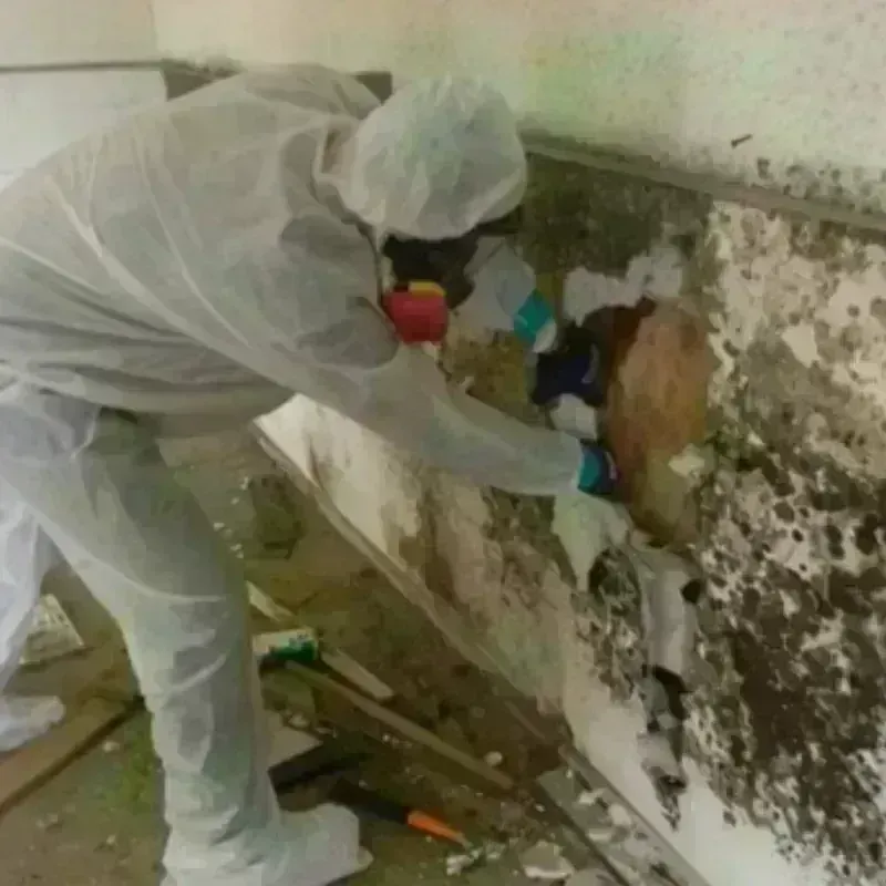 Mold Remediation and Removal in Midland, TX